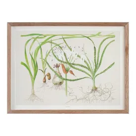 Tropica Art Poster Crinum 40x30cm