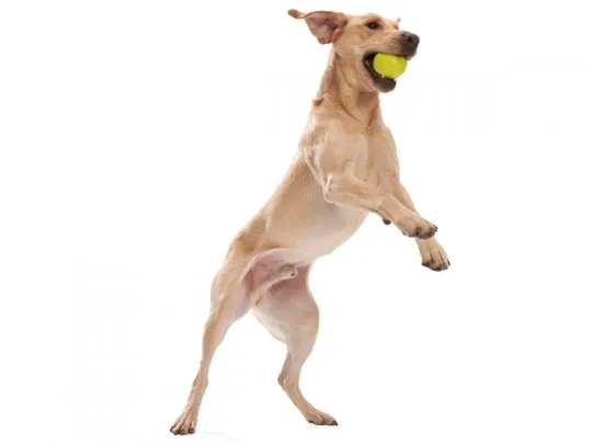 West Paw - Jive