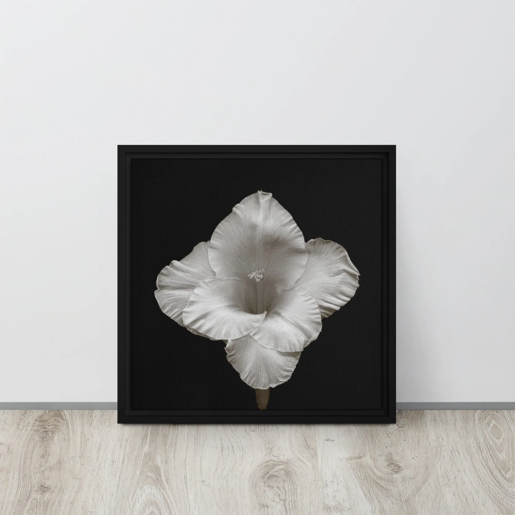 White Gladiolus Flower Framed Canvas Print
