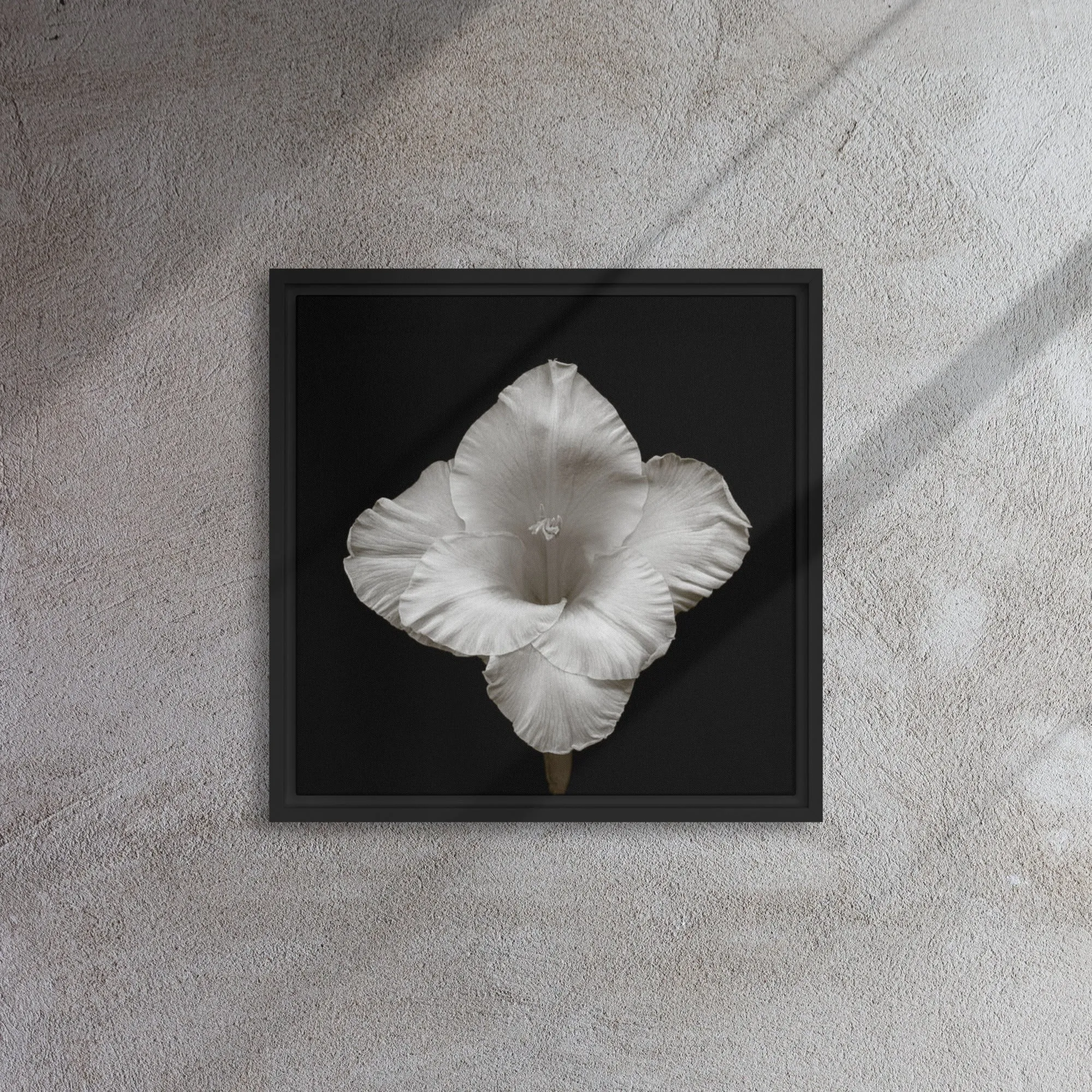White Gladiolus Flower Framed Canvas Print